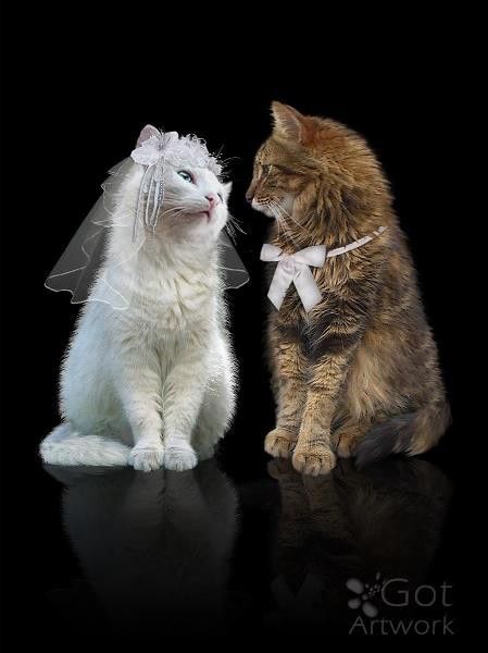 Kitty and Doggy: An Unlikely Friendship