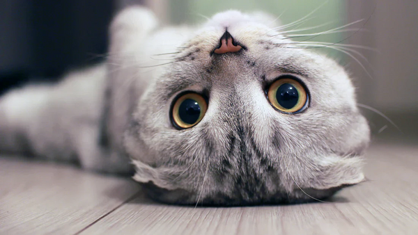 WE ARE - Being Fooled by Cats!