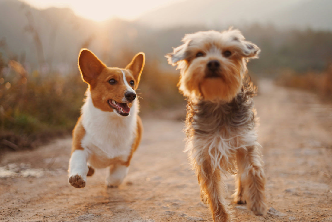 Playtime for All Pets: Fun Isn’t Just for Cats and Dogs!