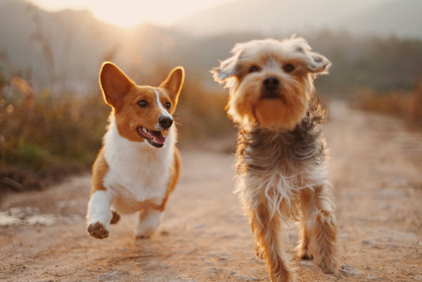 Playtime for All Pets: Fun Isn’t Just for Cats and Dogs!