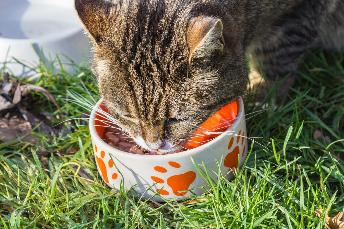 Dubai Cat Food