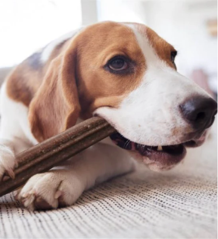 Yora Pet Foods Large Dental Sticks Apple & Mint Dog Treat