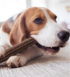 Yora Pet Foods Large Dental Sticks Apple & Mint Dog Treat
