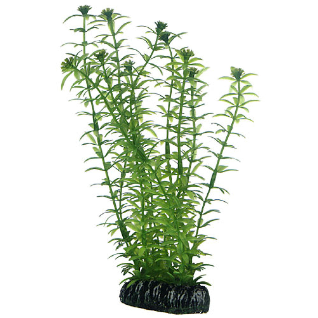 Artificial Plant - Lagarosiphon