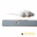Small White Commercial Mice 10-20 g, 1 kg pack