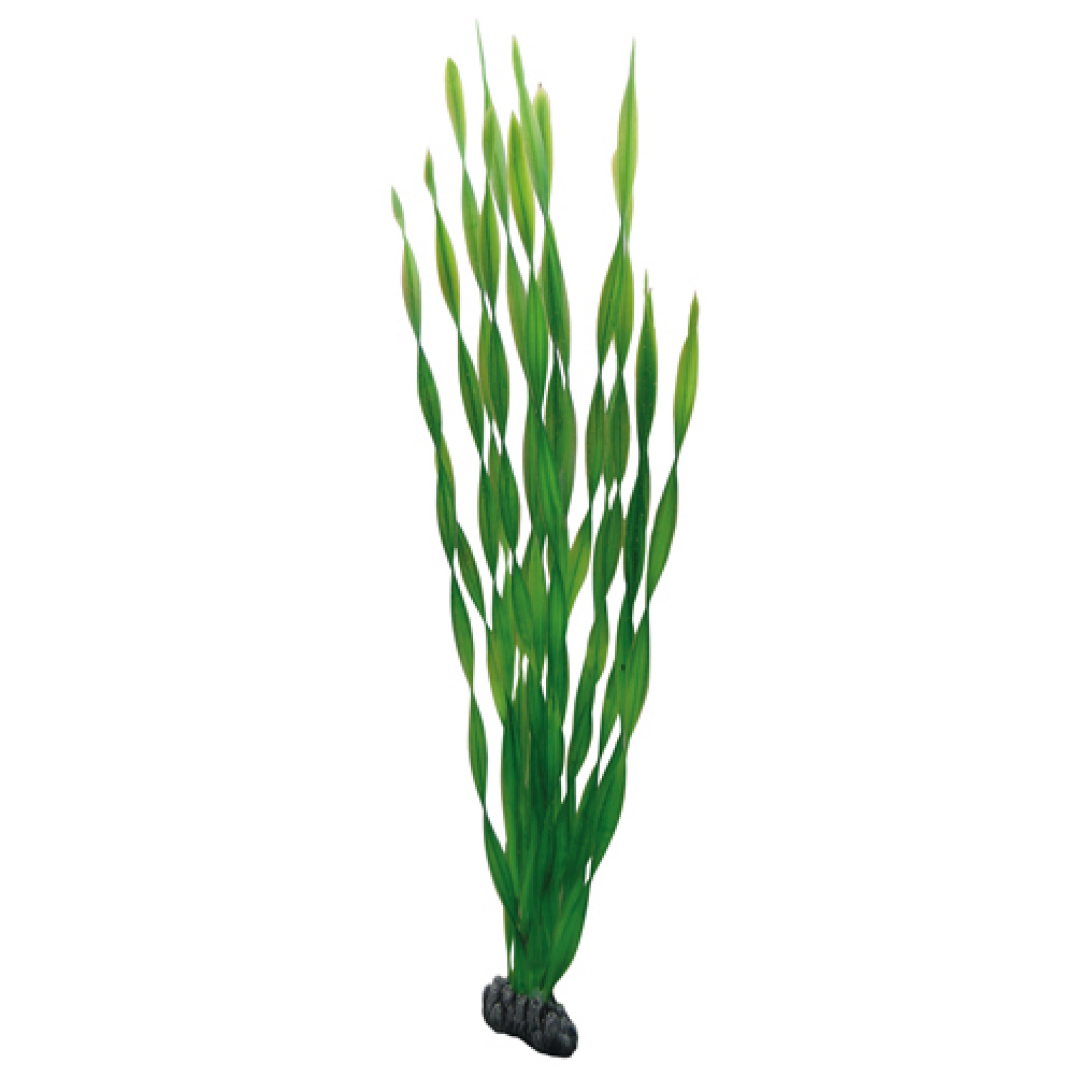 Artificial Plant - Vallisneria