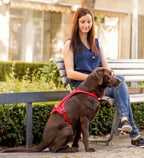 Curli Belka Comfort Harness for Dogs