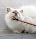 D&D Home I Love Happy Cats Lou Socializer Socializer for Petting Cats