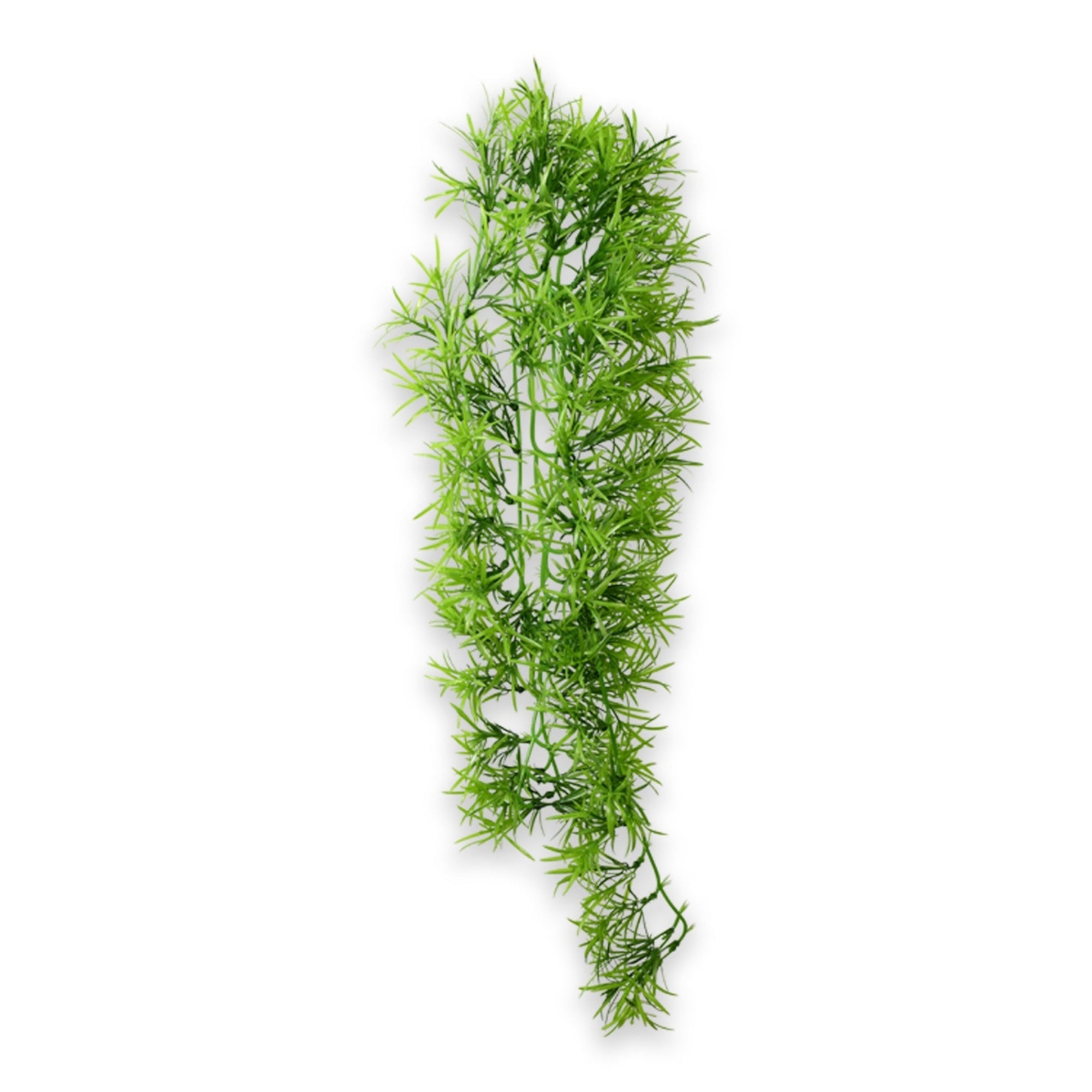 Climber Tropica