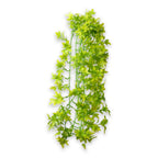 Climber Ivy