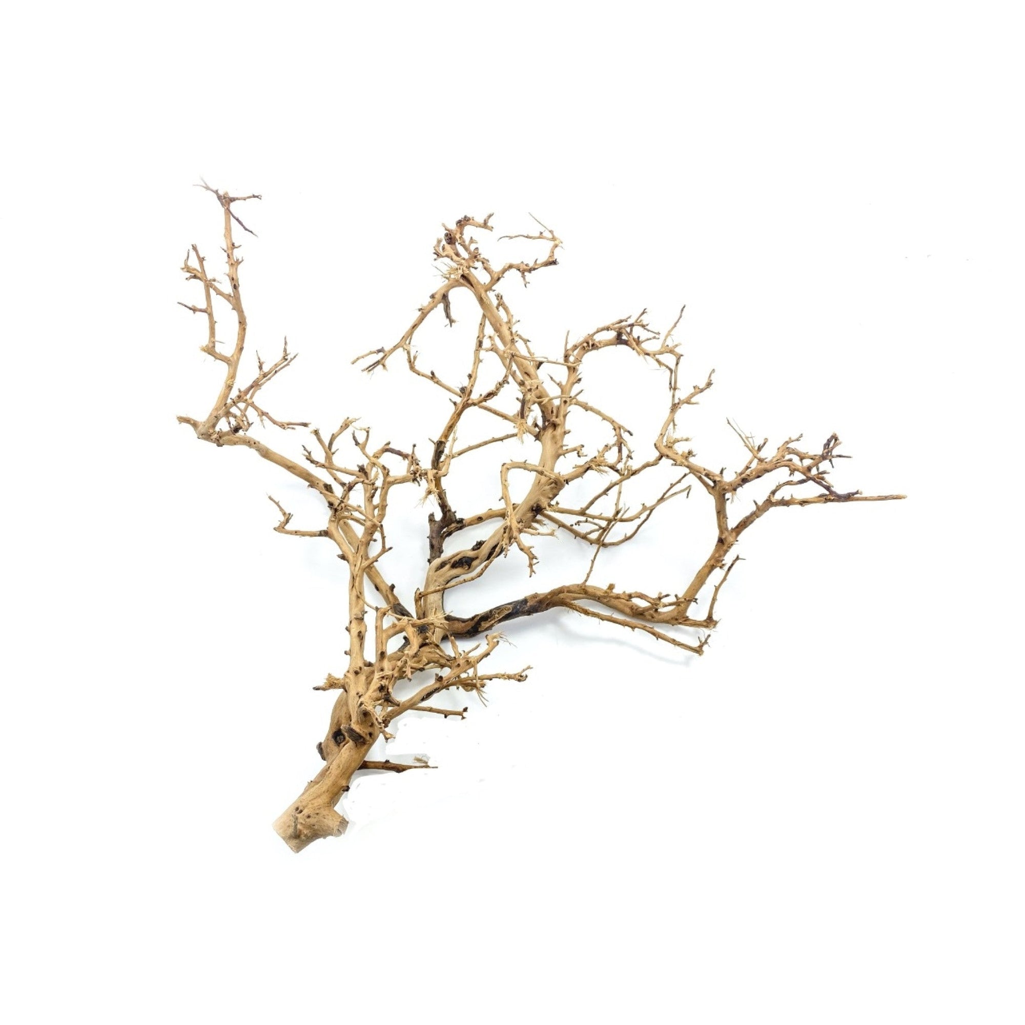 Tiny Ramous Wood, 20-50 cm / pc