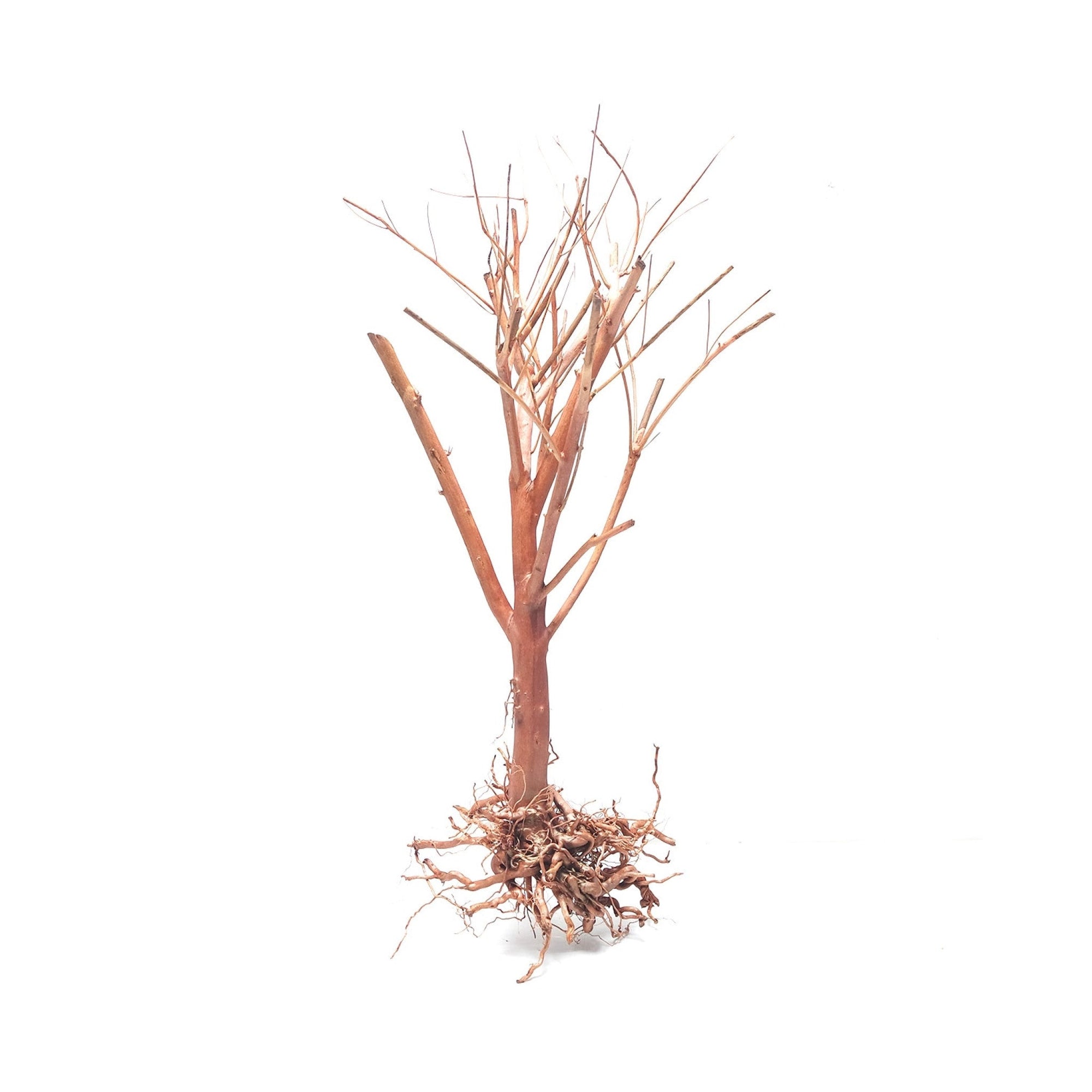 Photinia Wood Small, 15-25 cm / box