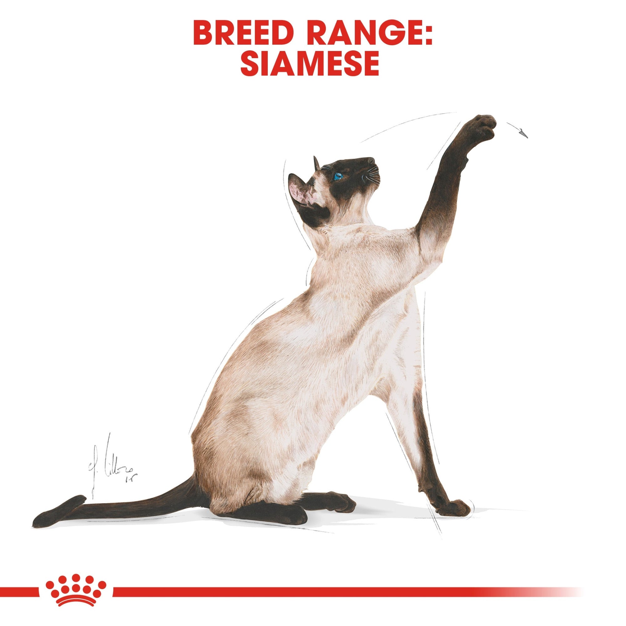 Feline Breed Nutrition Siamese Adult 2 kg