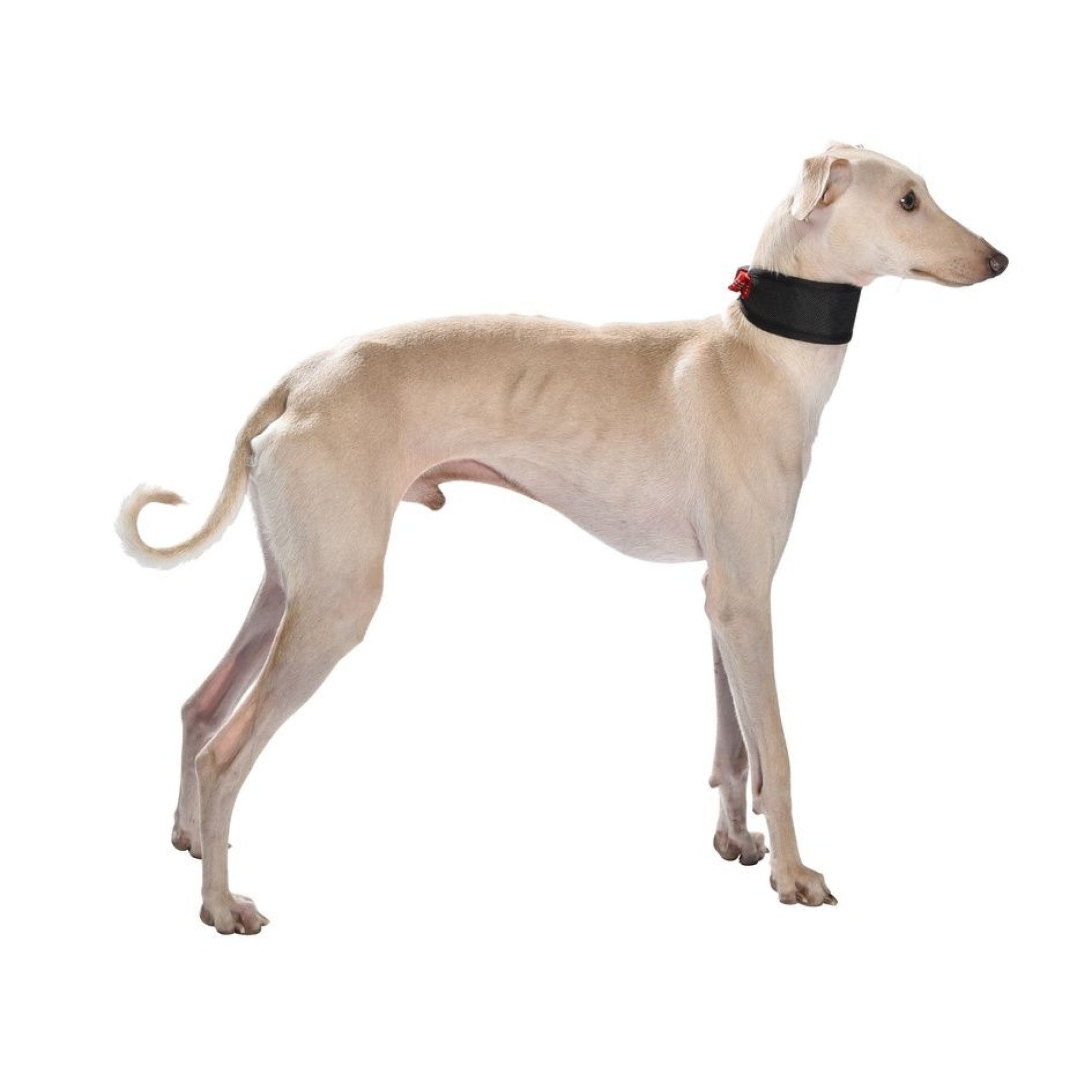 Levrier Oscar Collar Red, Large