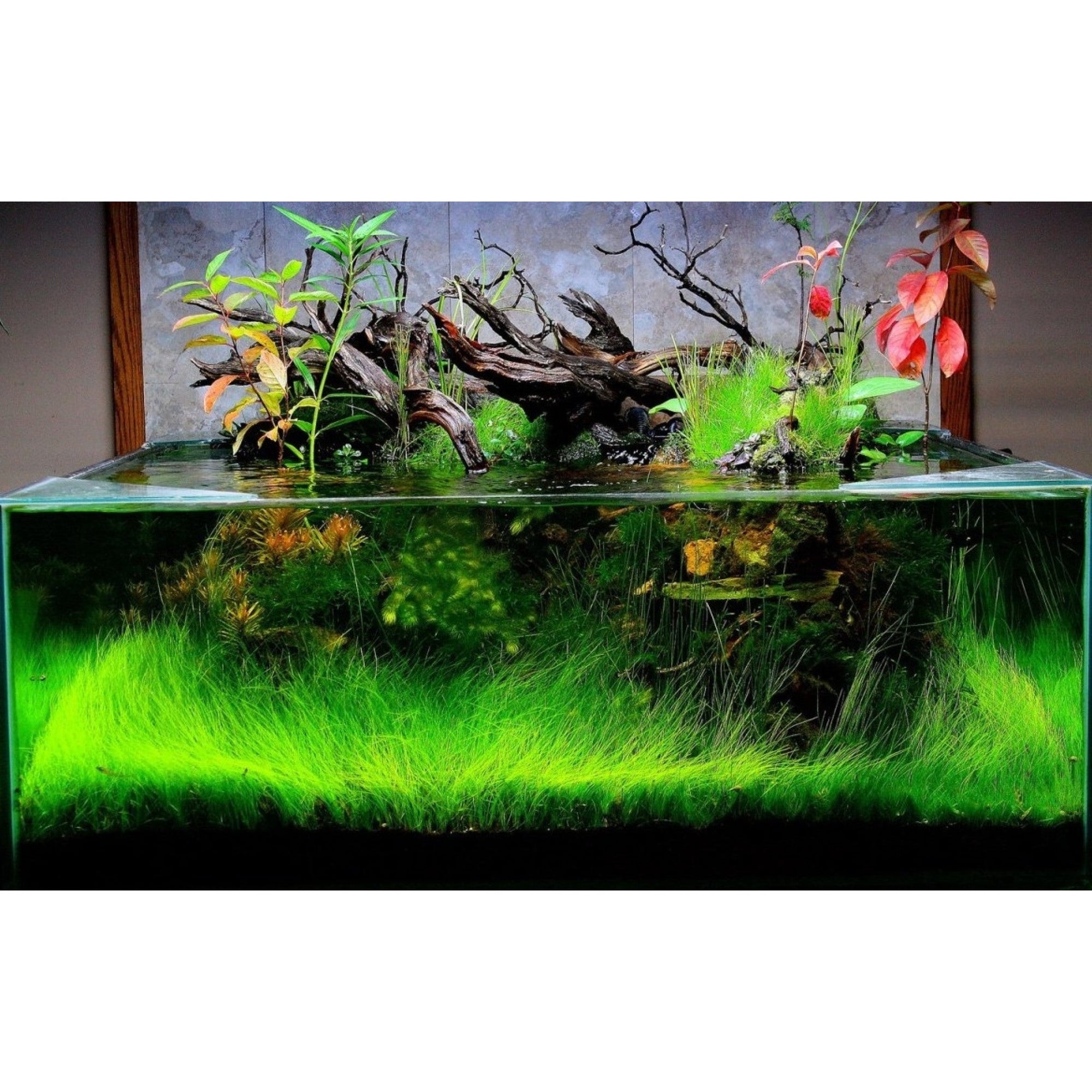 Dymax Shallow Aquarium 75 cm x 30 cm x 20 cm (6 mm)