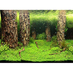 Photo Background Scaper's Hill Scaper's Forest