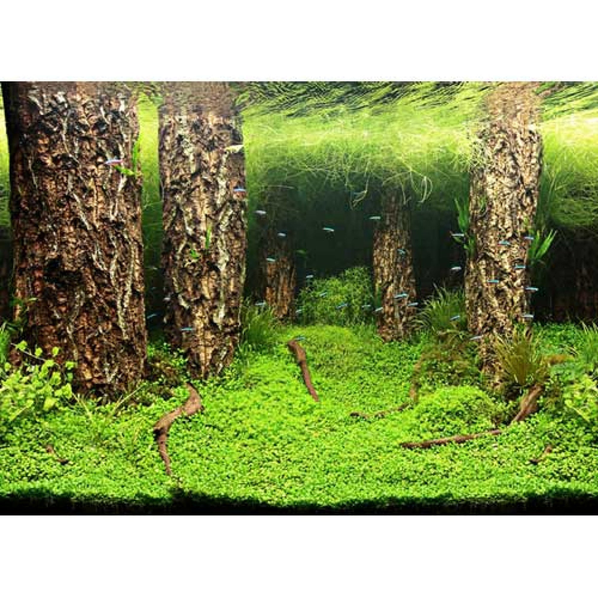 Photo Background Scaper's Hill Scaper's Forest