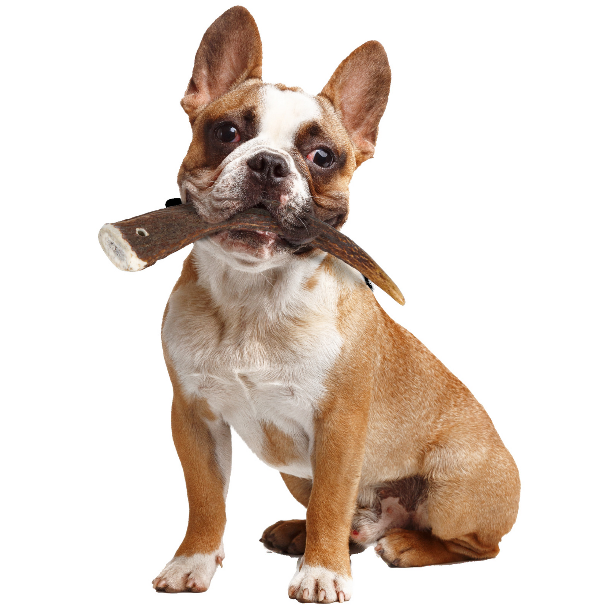 Natural Deer Antler Hard for Dogs Under 15 kg
