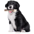 Natural Deer Antler for Puppy