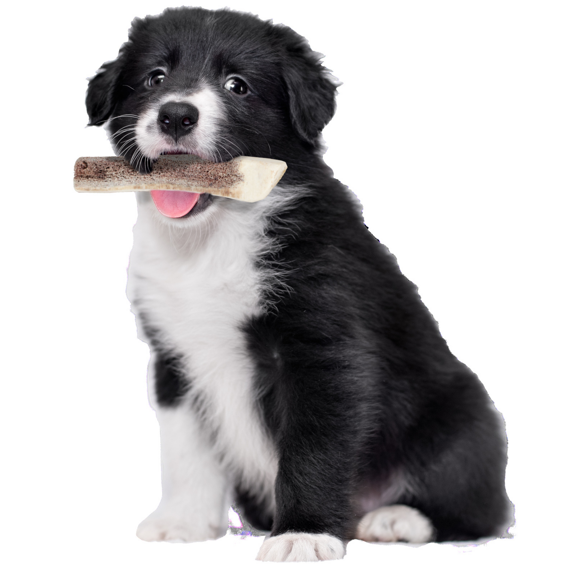 Natural Deer Antler for Puppy