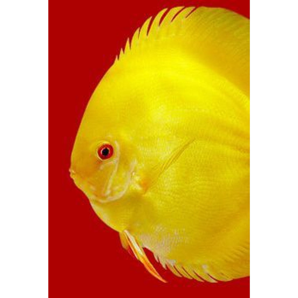 3F Discus Special Premium Mix 95 g