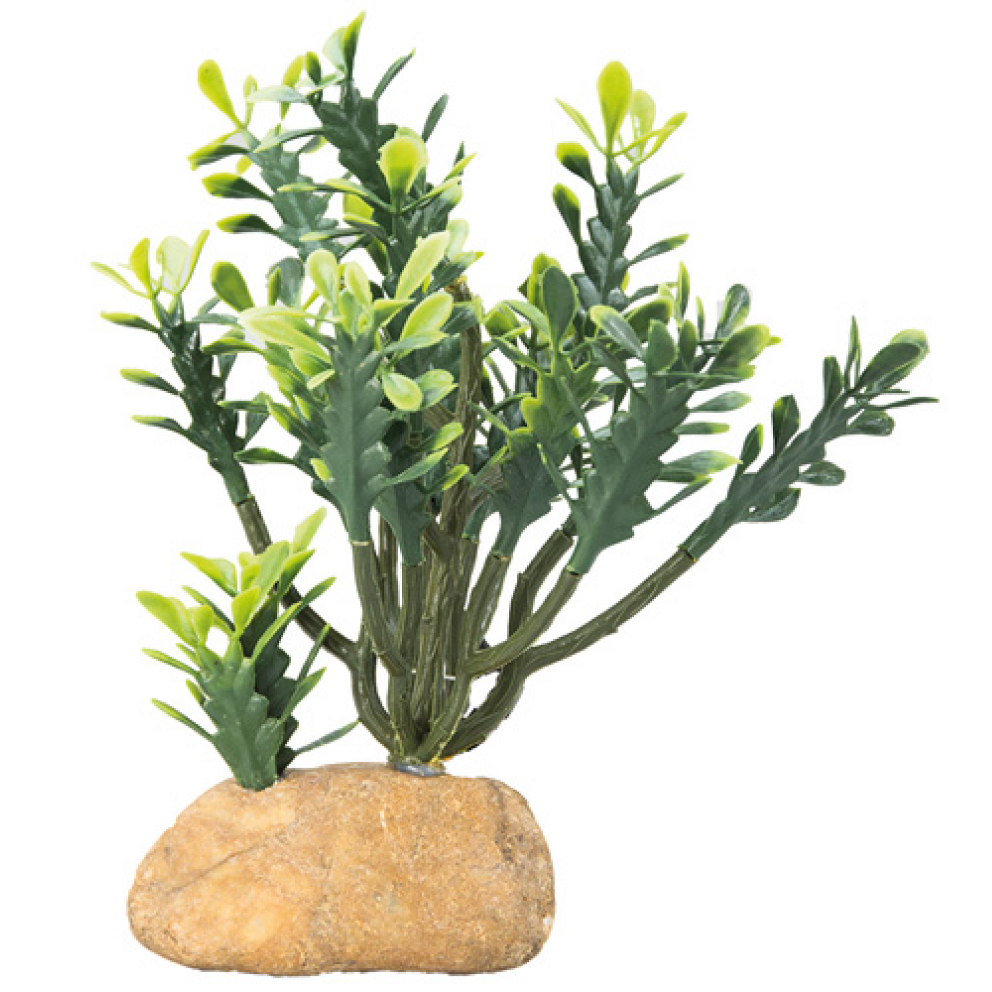 Euphorbia