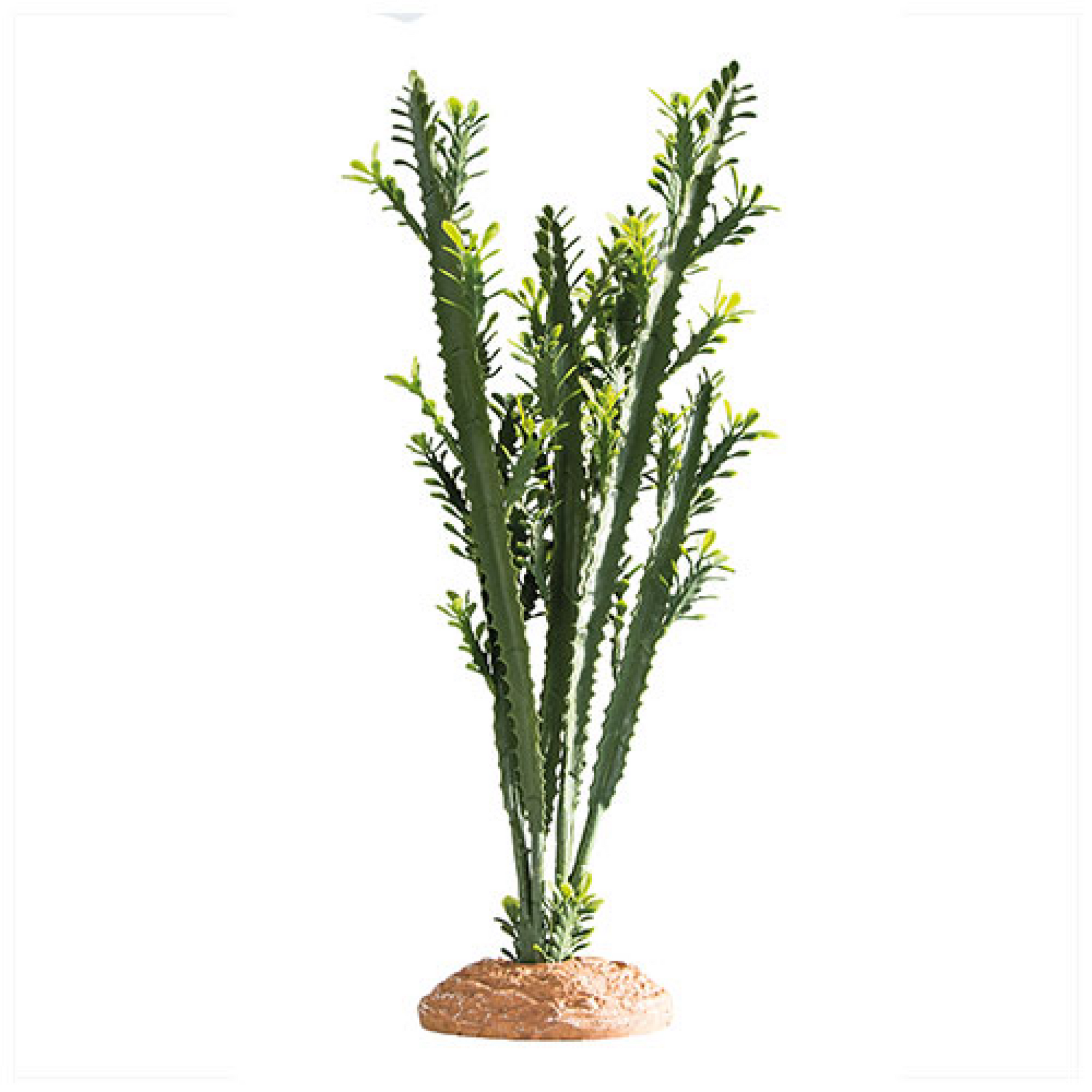 Euphorbia