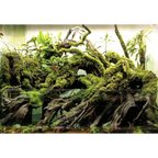 Dymax Paludarium Glass Tank 60 cm x 40 cm x 60 cm (8 mm)