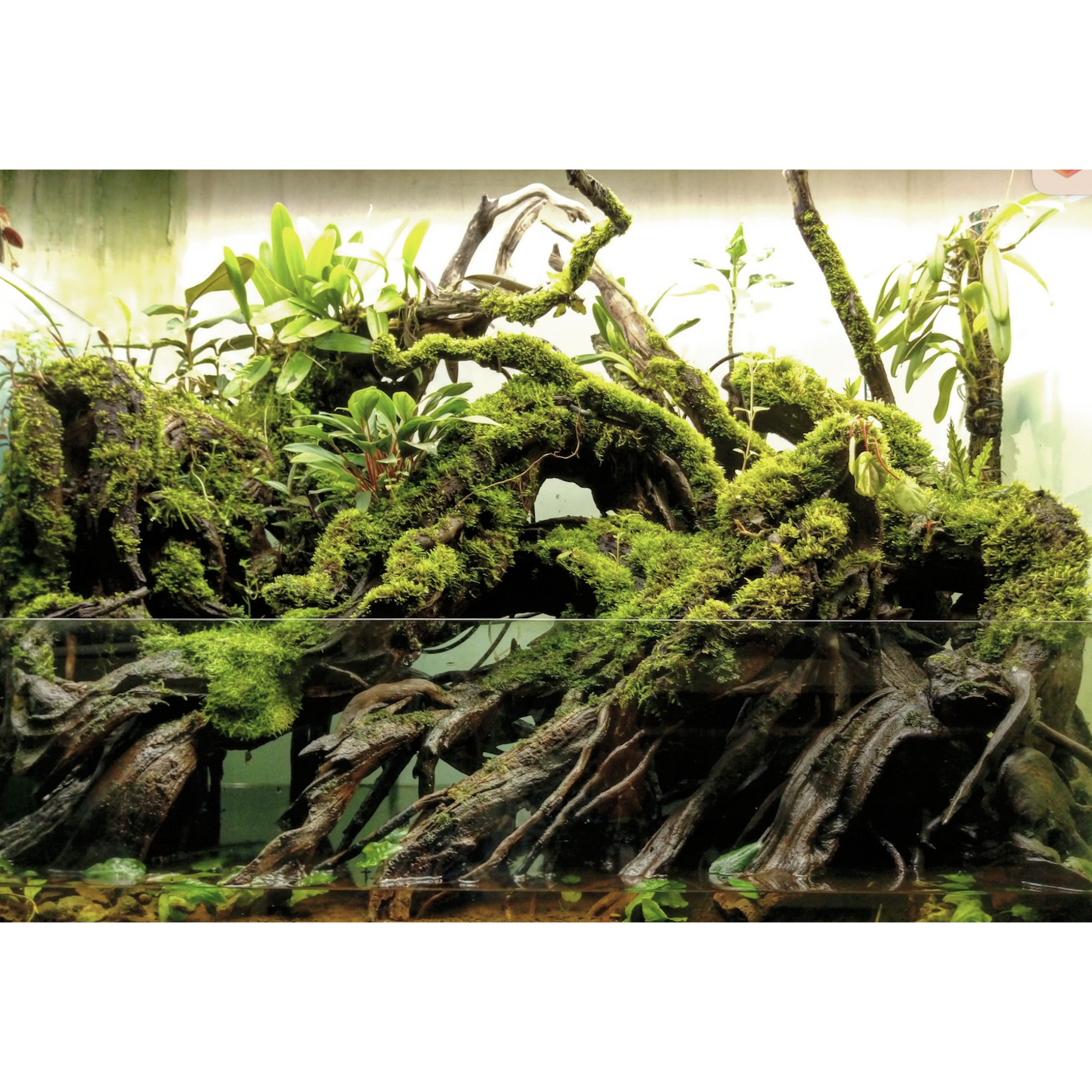Dymax Paludarium Glass Tank 60 cm x 40 cm x 60 cm (8 mm)