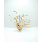 Wood Root Small, 21-30 cm / box
