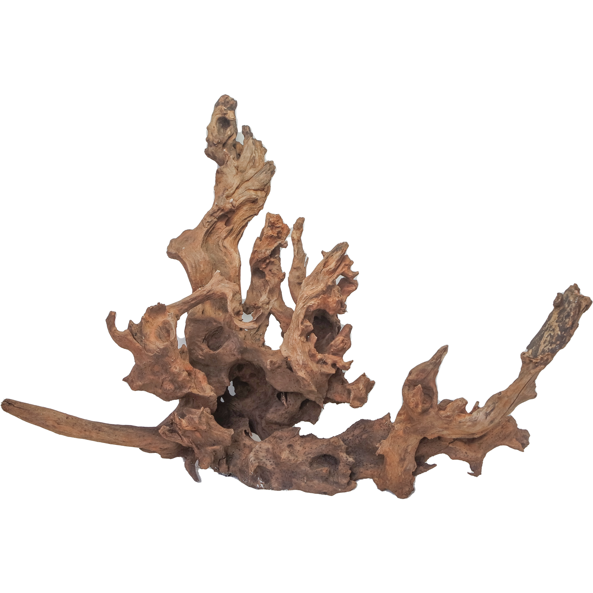 Drift Wood XLarge, 50-80 cm / pc