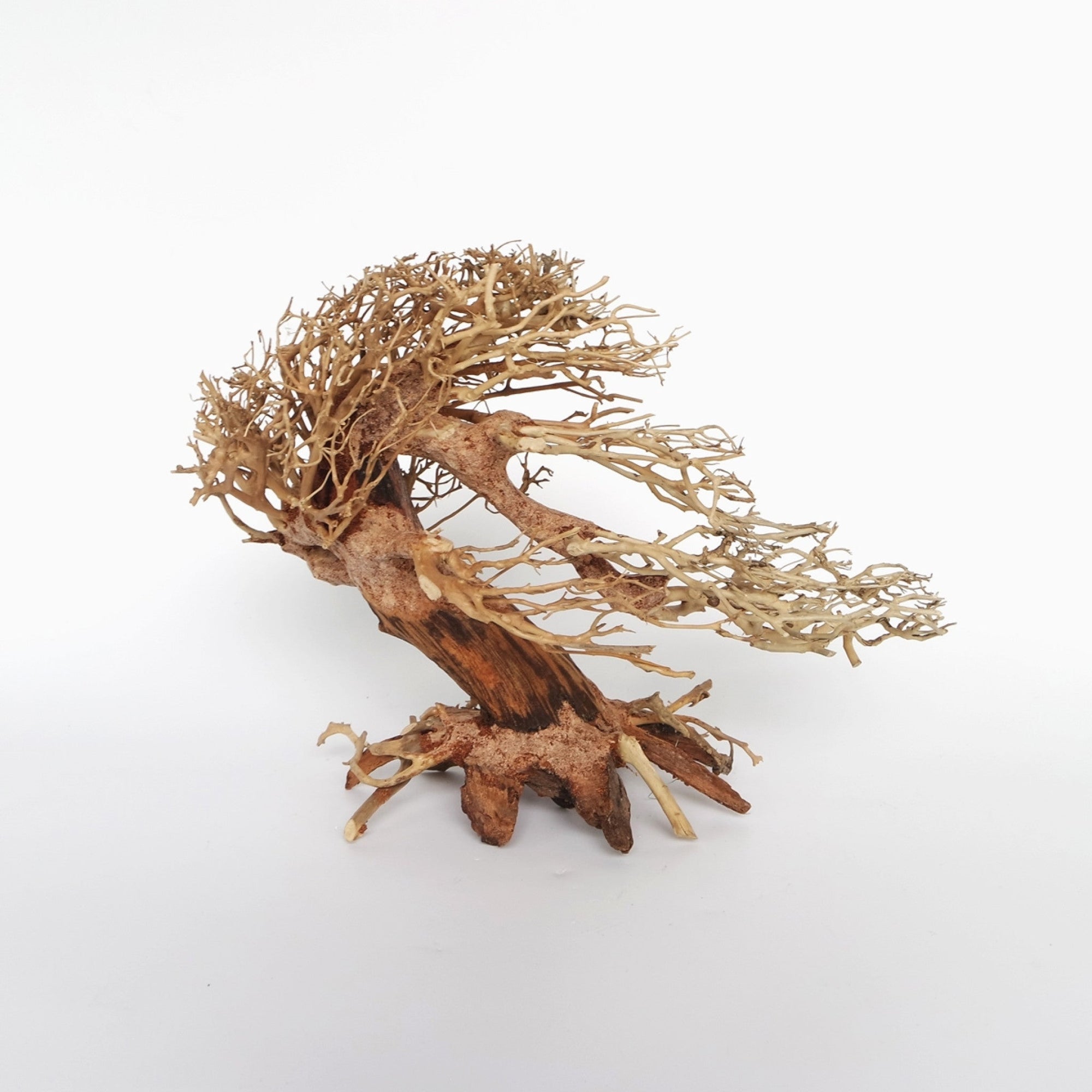 Romantic Bonsai Wood Small, 23x17x10 cm / box