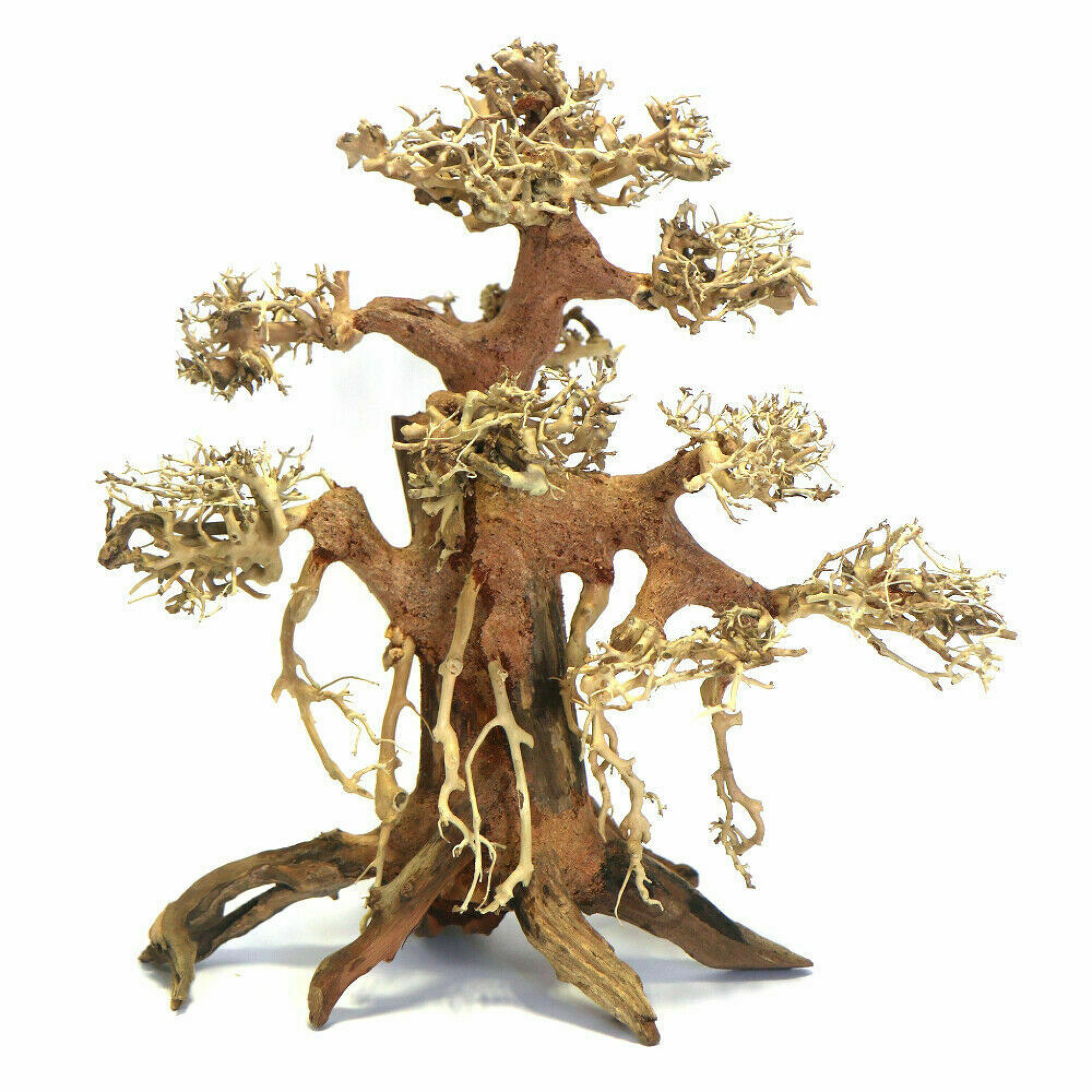 Banyan Bonsai Wood Medium, 30x30x15 cm / box