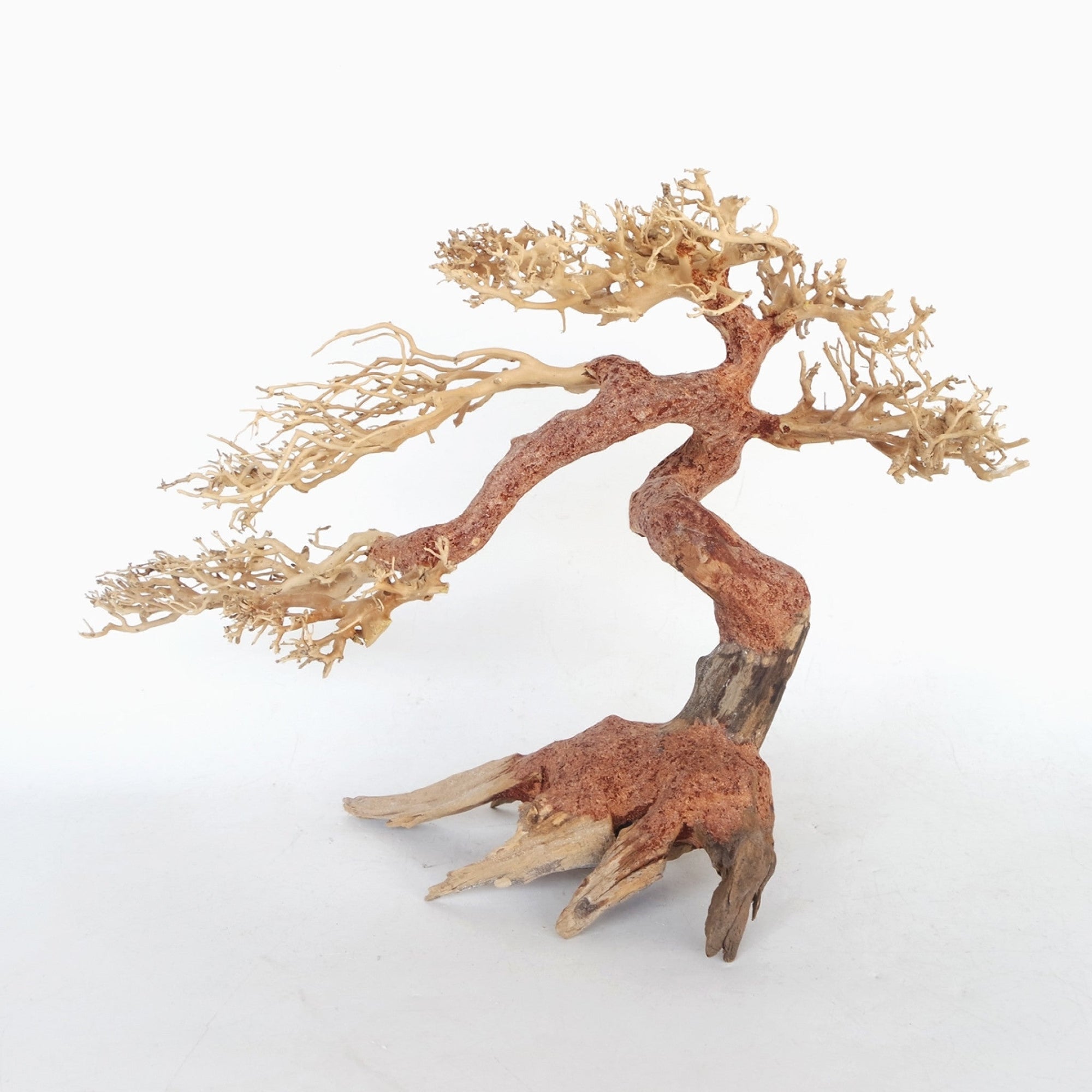 Claw Bonsai Wood Small, 30x20x10 cm / box