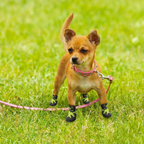 Outdoor Dog Shoes Green XSmall, 3.5cm