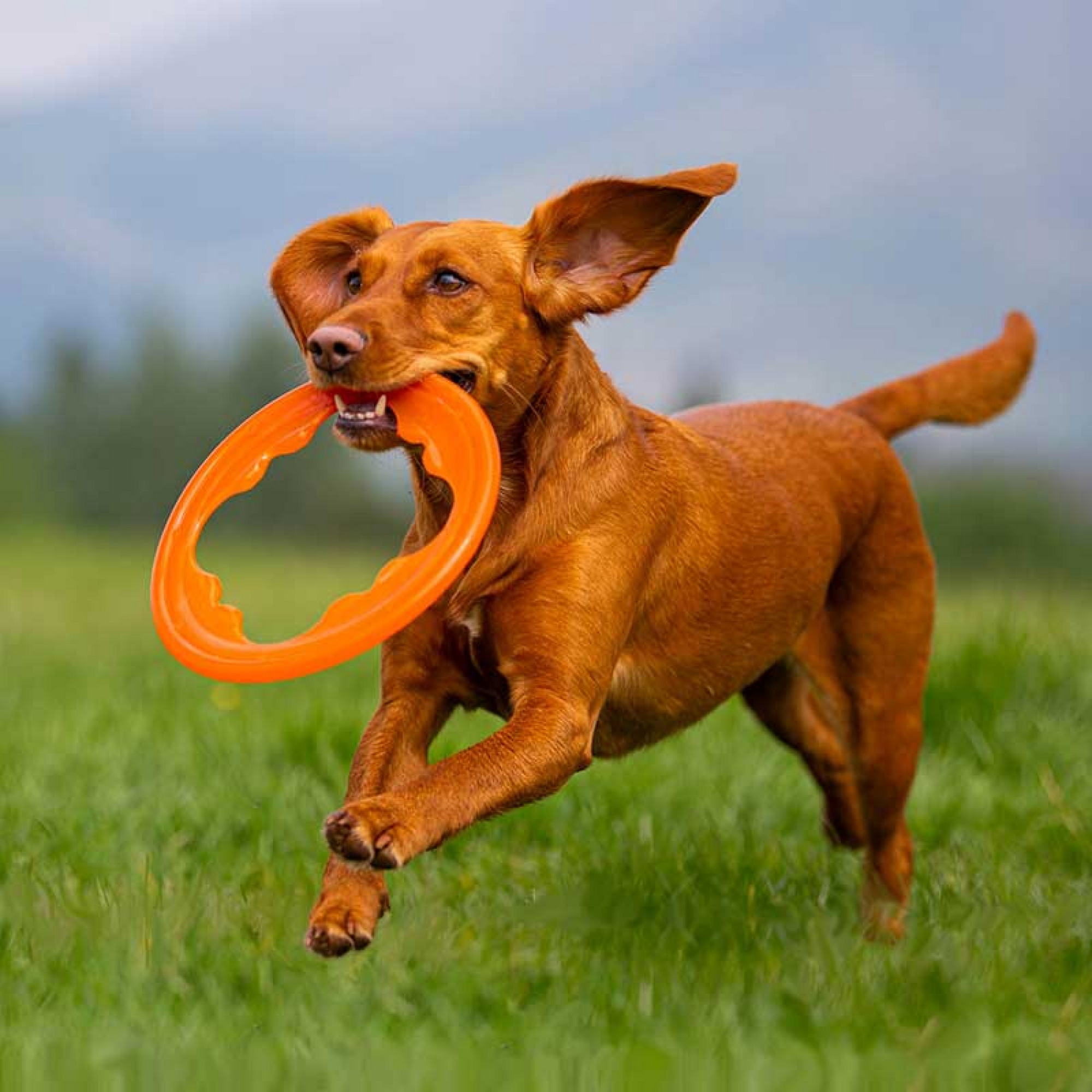 BIONIC Toss-N-Tug Turbo 24 cm