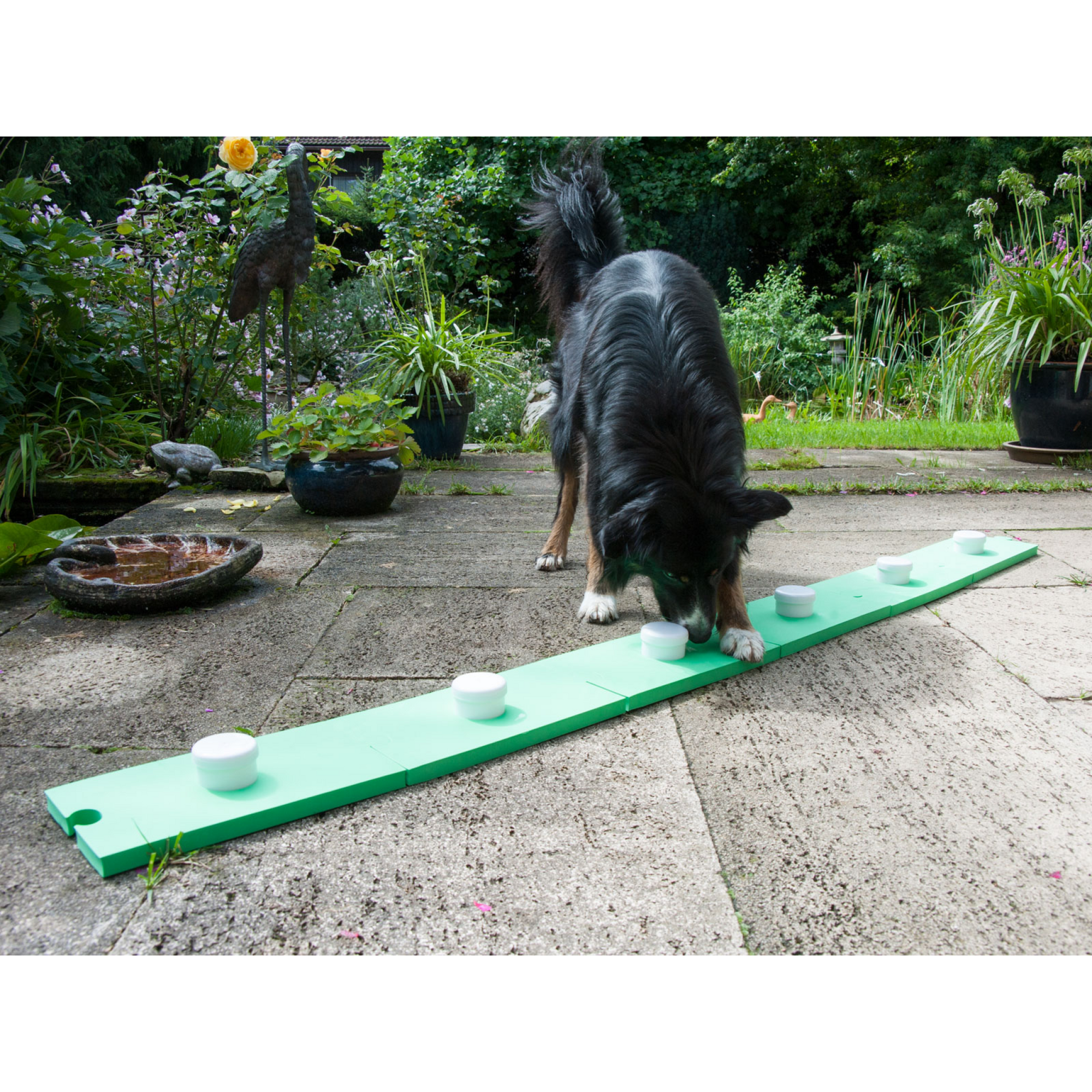 Sniffing Trainer Green