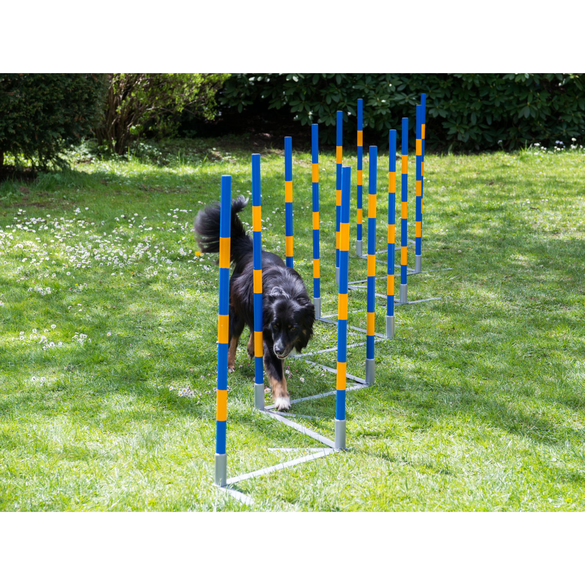 FCI Professional Agility Slalom