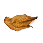 Catappa Leaves 15-25 cm, 10 pcs/pk