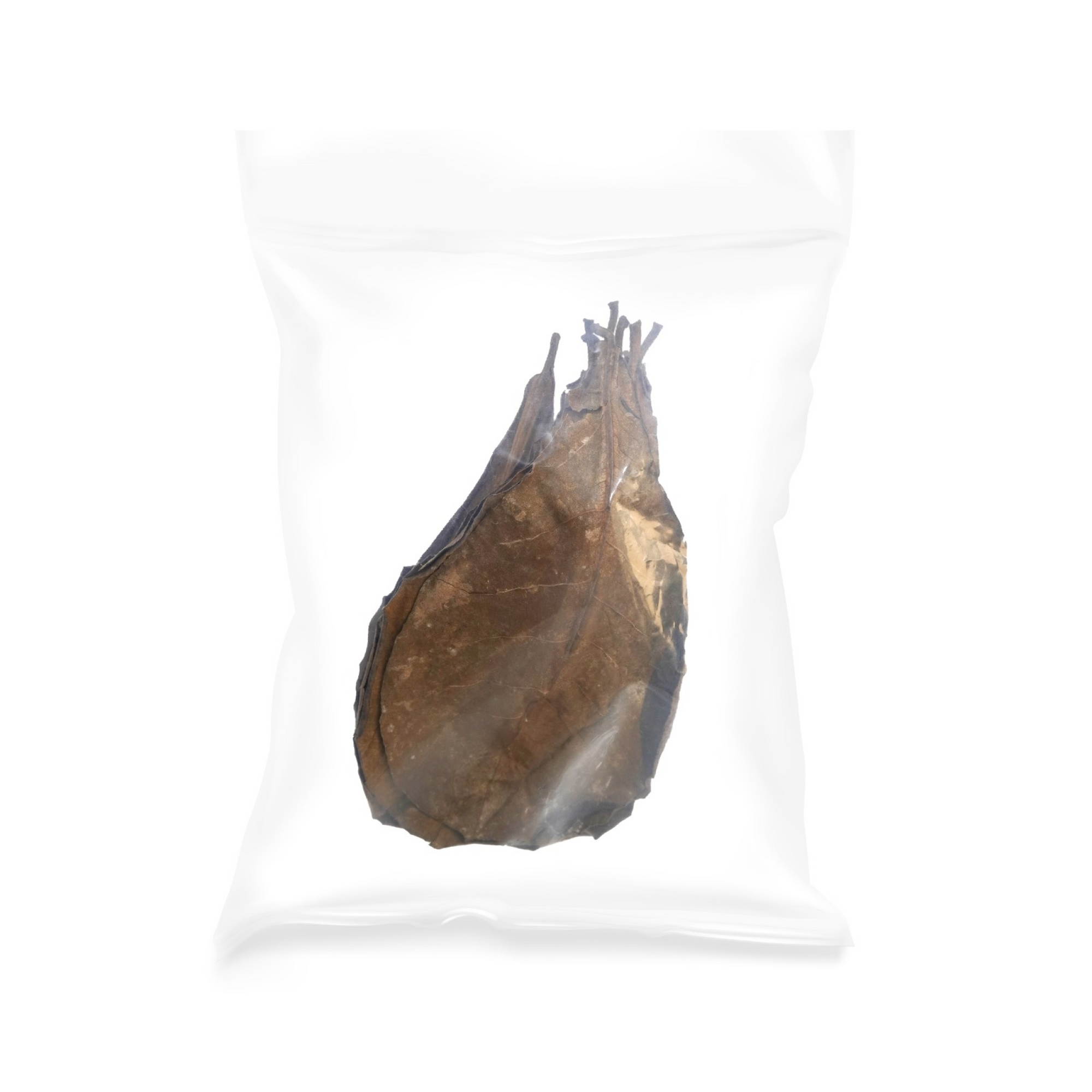 Catappa Leaves 15-25 cm, 10 pcs/pk