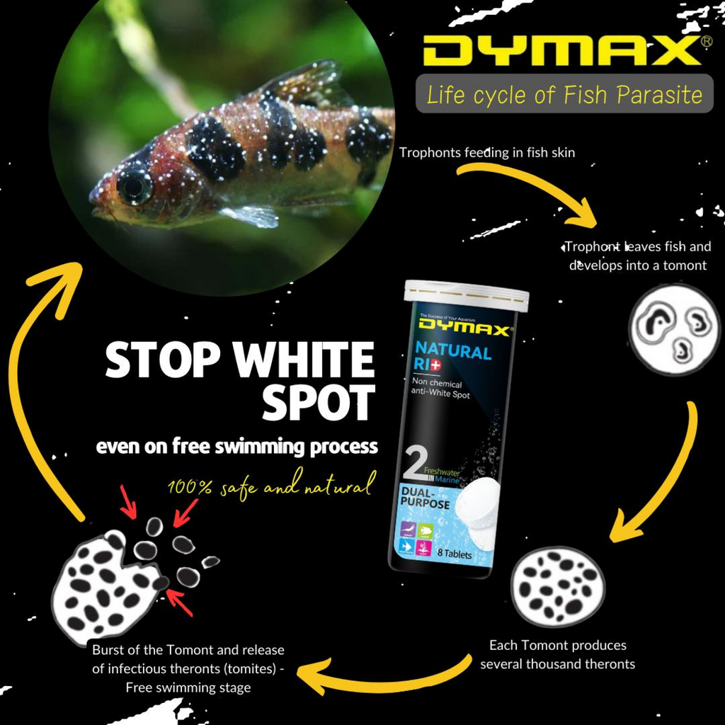 Dymax Natural Rid, 8 Tabs/box