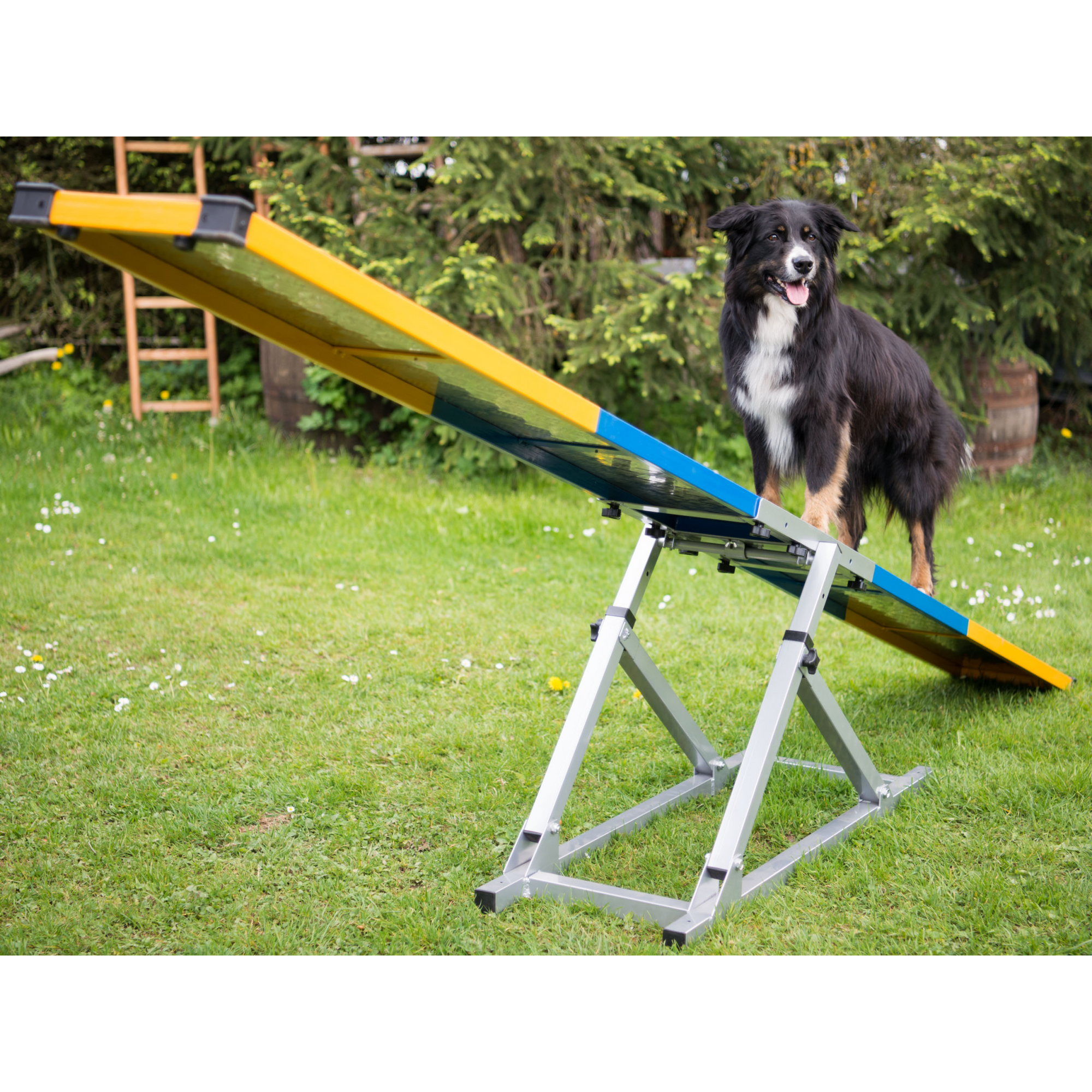 Professional Dog Rocker