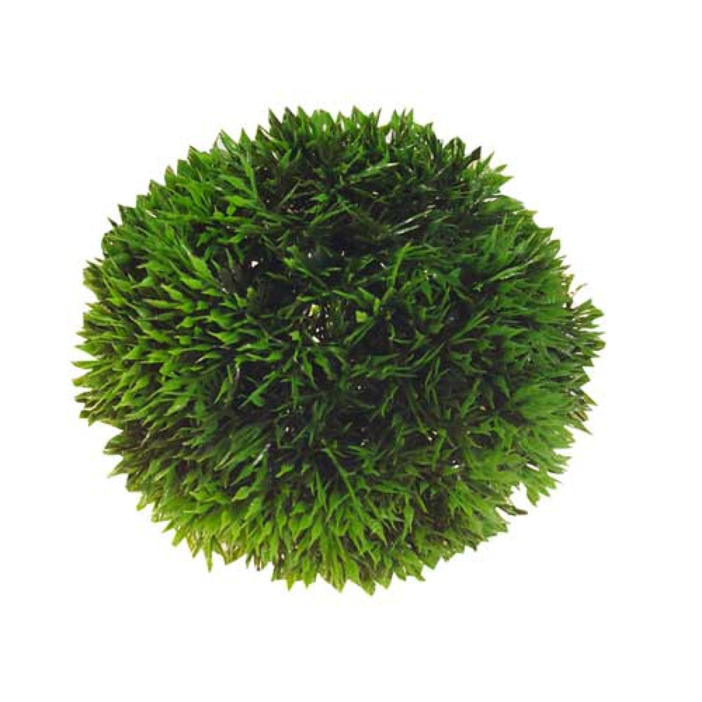Artificial Plant - Plant Ball