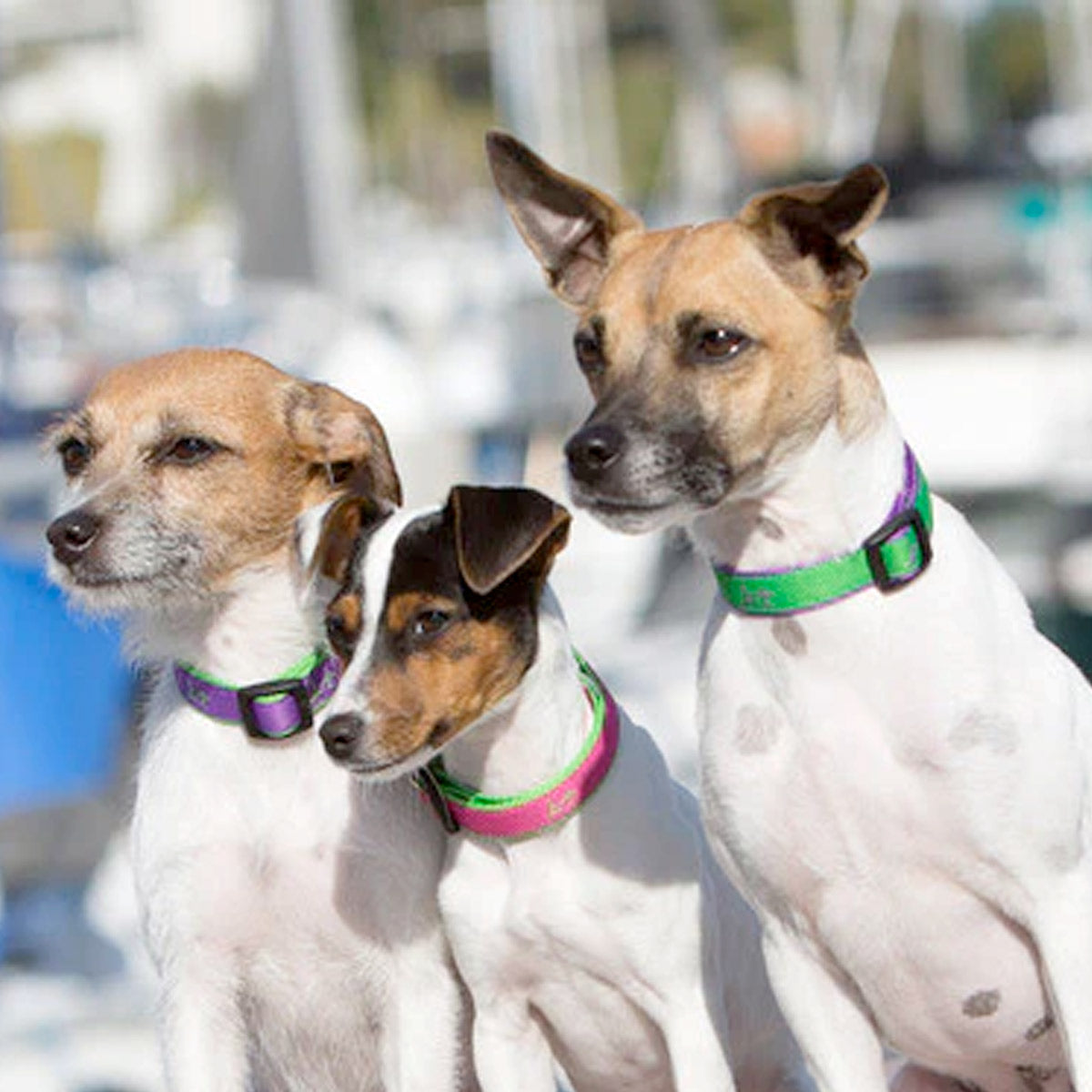 LupinePet 1/2″ (Width) 8-12″(Neck) Adjustable Collar for Small Dogs – Bermuda Pink