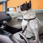 Cozy Paws Reflective Adjustable Dog Seat Belt with Shock Absorber