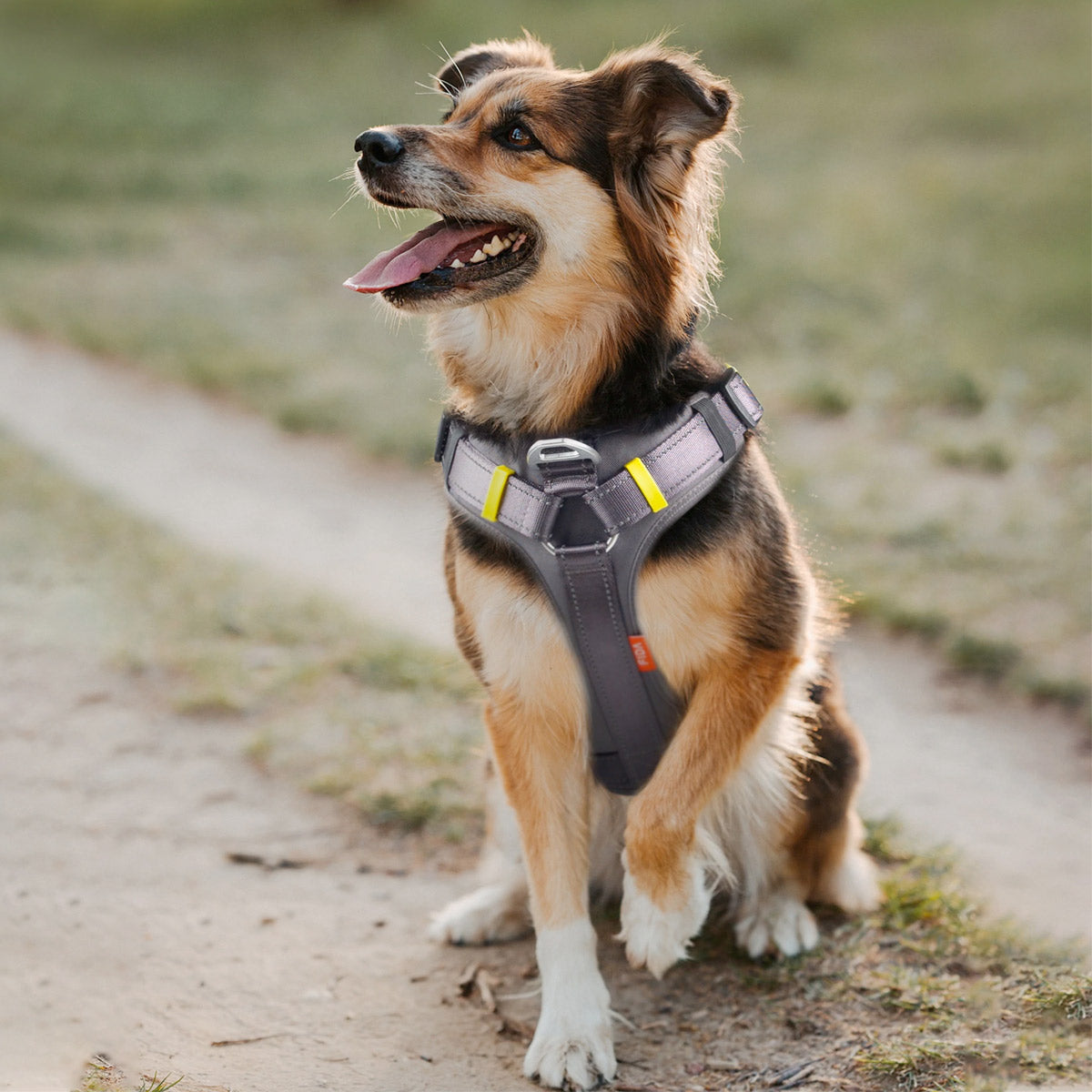 Fida Dog Harness – Yellow
