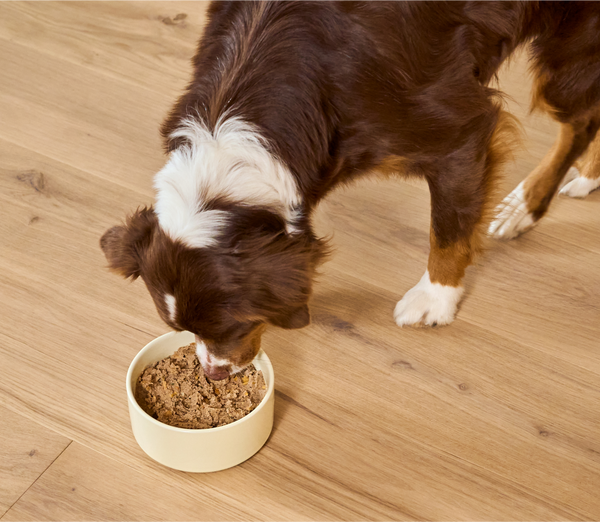 Open Farm Kind Earth Plant-Based Recipe Wet Dog Food -  354G