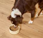 Open Farm Kind Earth Plant-Based Recipe Wet Dog Food -  354G