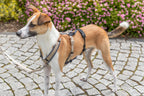 Trixie Panic Adapter Stay for Dog Harnesses