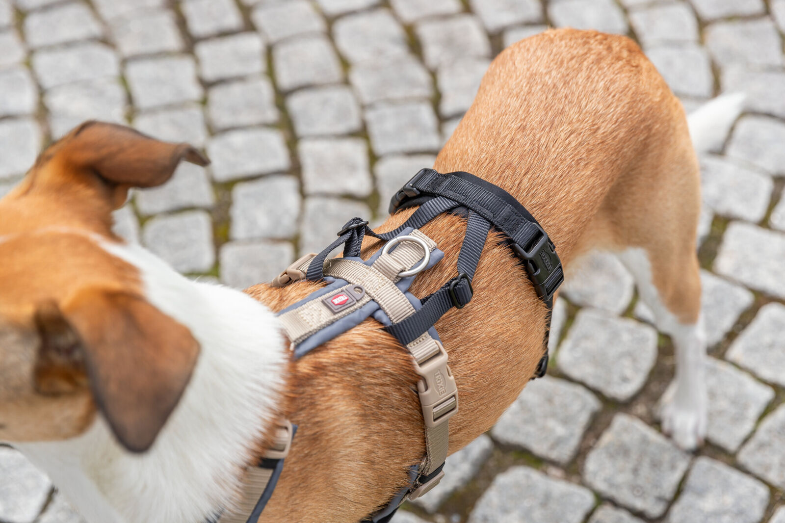 Trixie Panic Adapter Stay for Dog Harnesses